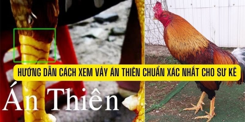 Vảy Án Thiên - Bí Ẩn Đằng Sau Chiến Thắng Của Thần Kê